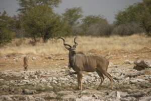 Kudu_1